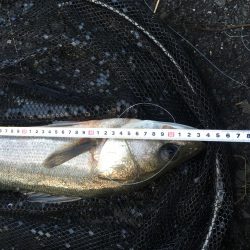 飲ませ釣りでハネ
